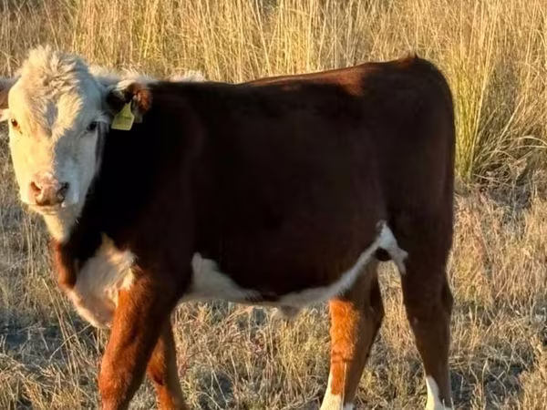 Toro, Testo tradotto: Testa bianca ucraina