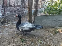Domestic Muscovy — sawirka 2