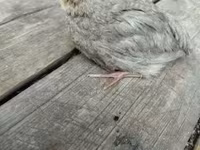 Quails — 4 зураг