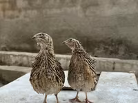 King-vagtel — foto 4