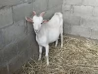 암염소, Nubian Goat — 사진 3