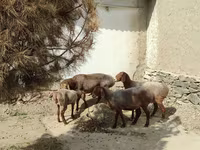 قوچ, گوسفند — عکس 6
