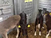 ላም, Aberdeen-Angus — ፎቶ 3