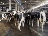 İnek, Holstein ırkı — foto 5