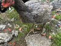 Chickens — photo 2
