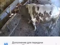 황소, Simmental cattle — 사진 5