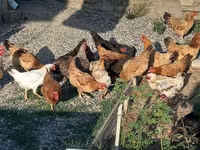 Chickens — 사진 2