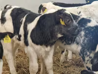 Bovini (lotto, sesso non specificato), Simmental cattle — foto 5