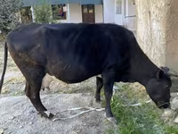 Lembu betina, Cattle — foto 1
