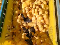 Ducks — foto 2