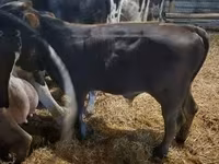 Lembu betina, Aberdeen-Angus — foto 4