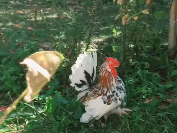 Japansk Bantam