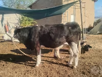 Kuh, Russian Black pied cattle — Foto 1