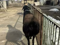 Kambing jantan, Sheep — foto 3
