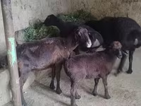雌羊, 羊 — 写真 4