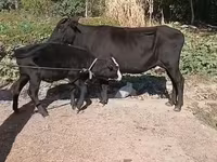 Vaca, Ganado vacuno — foto 4