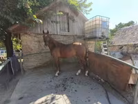 اسب نر, Gidran — عکس 3