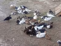 Ducks — fotografija 1