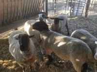 Хуц, White Suffolk sheep — 4 зураг
