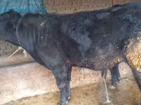 Ng'ombe dume, Aberdeen – Angus — picha 2