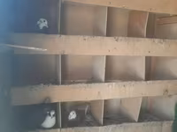 Tecili satilir cidii insan narahat etsin isteyen olsa wap catda — foto 4