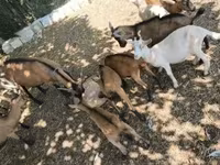 山羊（批次，未指定性别）, Goats — 照片 5