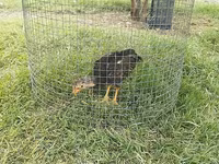 Chickens — عکس 2