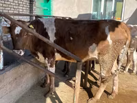 گاو ماده, Simmental cattle — عکس 3