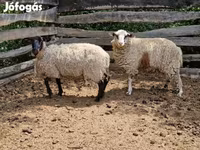 แกะตัวเมีย, White Suffolk sheep — รูปภาพ 2