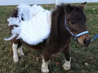 암말, Miniature horse — 사진 6
