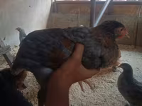 Chickens — 사진 2