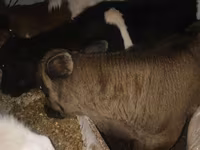 گاو نر, Simmental cattle — عکس 5