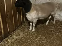 แกะตัวเมีย, Dorper sheep — รูปภาพ 1