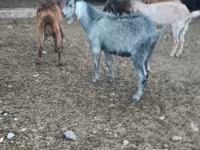 Kambing betina, Beetal goats — foto 6