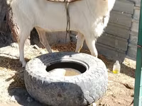 بز نر, Saanen goat — عکس 2