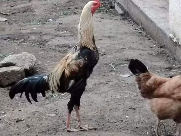 Brahma