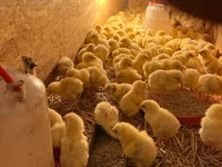 Chickens — عکس 4