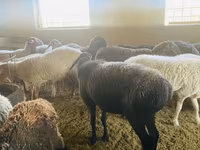 숫양, Arashan sheep — 사진 6