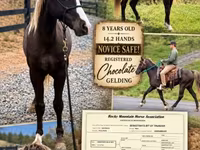 Адуу, Rocky Mountain Horse — 1 зураг