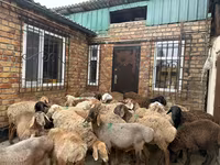 Berbec, Rhon sheep — foto 1