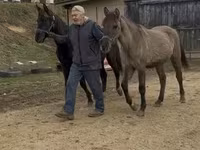 Cavallo, Black Sea breed — foto 8