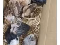 Chickens — foto 5