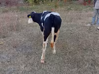 Mucca, Bovini — foto 5