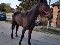 Kobyła, Konie — zdjęcie 2
