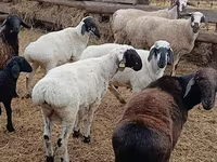 Montone, Arashan sheep — foto 2