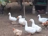 Ducks — Foto 1