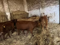 Dibi, Cattle — sawirka 1