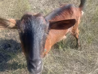 Koza, Alpine goat — zdjęcie 1