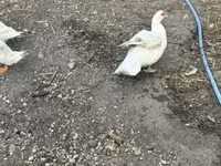 Ducks — عکس 4