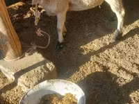 قوچ, گوسفند — عکس 3